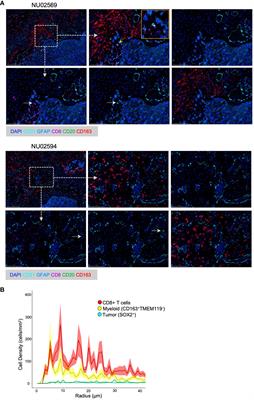 Antigen-presenting B cells promote TCF-1+ PD1- stem-like CD8+ T-cell proliferation in glioblastoma